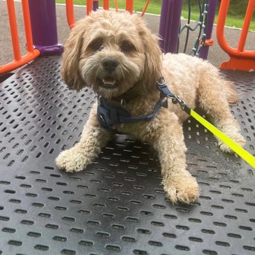 Seven loved his time at the park! He's so cute and adorable. 