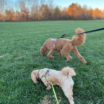 Our buddies are sniffing and marking their territory during their dog walk. 