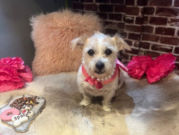 Princess Luna enjoying Diamonds’ birthday celebration, happily munching on all the treats.