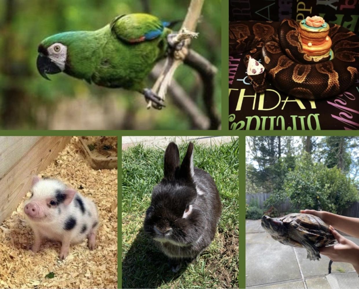 Bird Shipping - Airborne Animals Bird Shipping - Airborne Animals