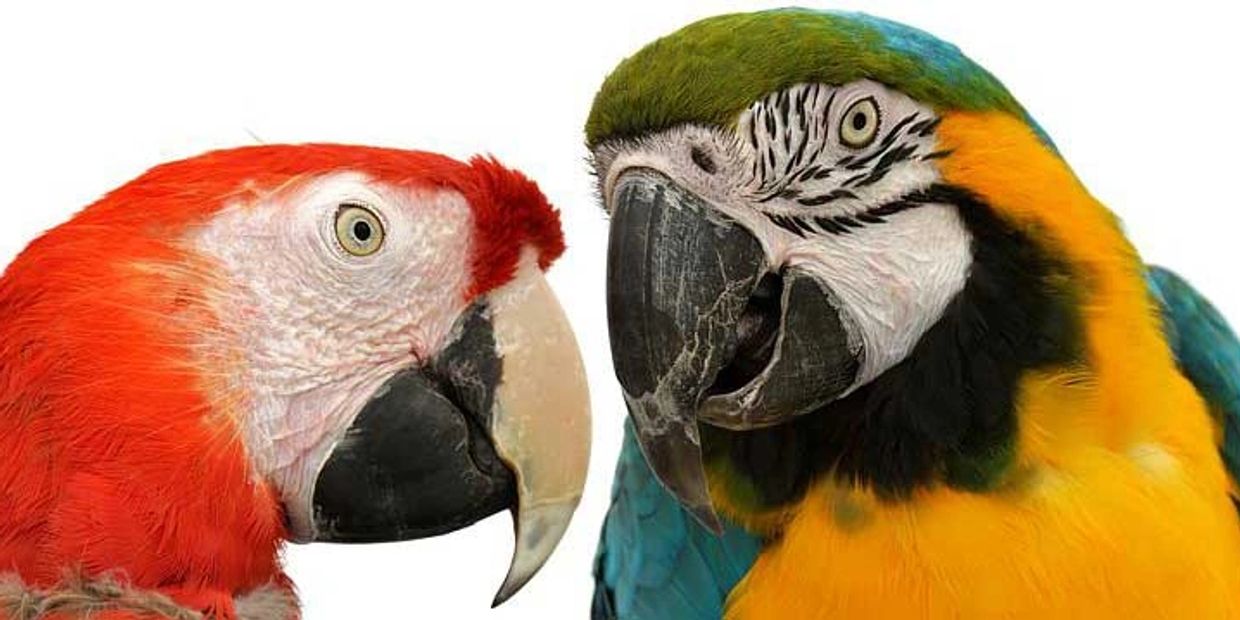 parrot shipping international