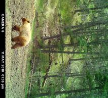 More Trail Cam Photos