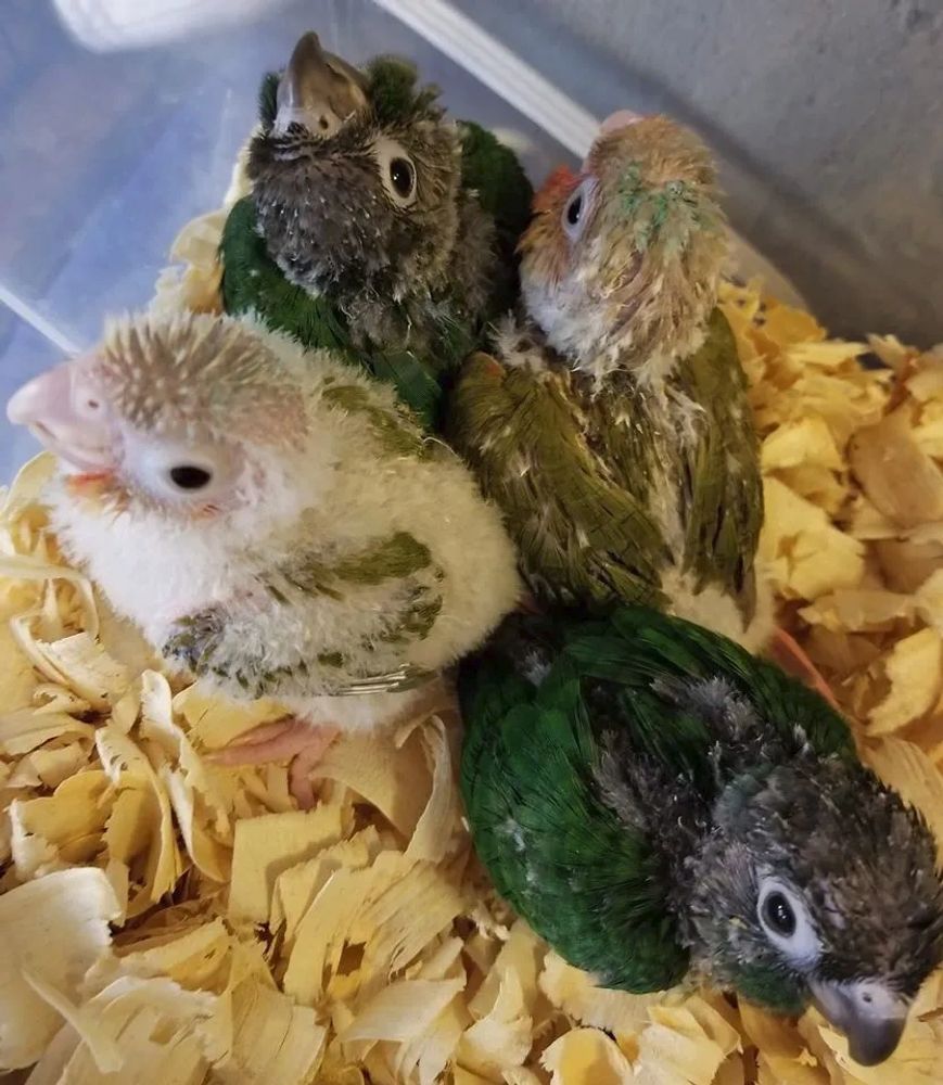 baby green cheek conures