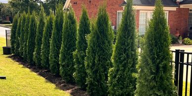 A row of tall green shrubs planted along a fenced yard beside a brick house.