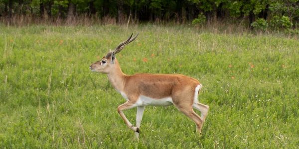 A single antelope walking through a green meadow near a forest edge.