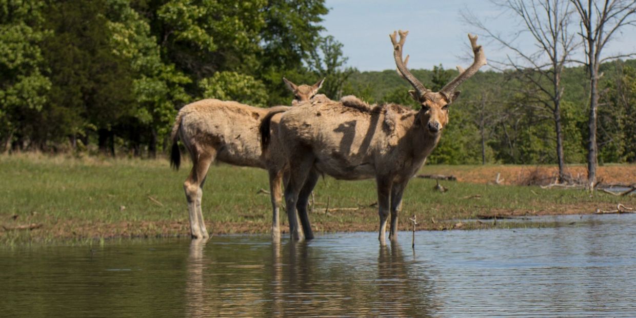 Two deer standing in shallow water near a green forest.