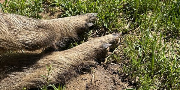 Close-up of a wild boar's furry feet on grass and soil.