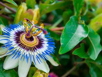 Passion Flower Herb
Mountain Style Tea
Colorado Tea
Tea
Black Tea
Green Tea
Oolong