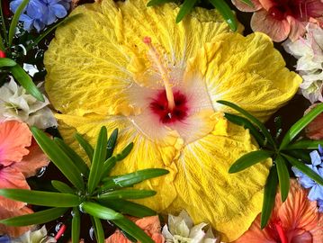 Hibiscus Flowers
Mountain Style Tea
Colorado Tea
Tea
Black Tea
Green Tea
Oolong