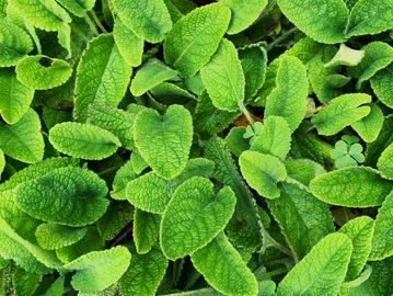 Lemon Balm
Mountain Style Tea
Colorado Tea
Tea
Black Tea
Green Tea
Oolong