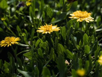 Dandelion Root
Mountain Style Tea
Colorado Tea
Tea
Black Tea
Green Tea
Oolong