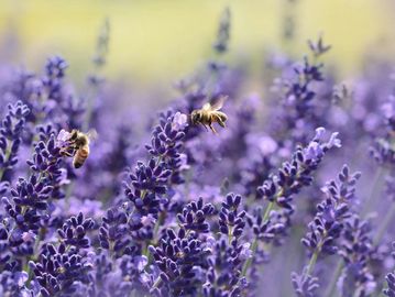 Lavender
Mountain Style Tea
Colorado Tea
Tea
Black Tea
Green Tea
Oolong