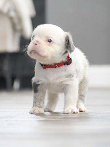 BornMale Full Fluffy merle 
