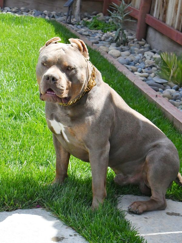 Top Contender Bullies Yogi, XL American Bully, Lilac Trindle