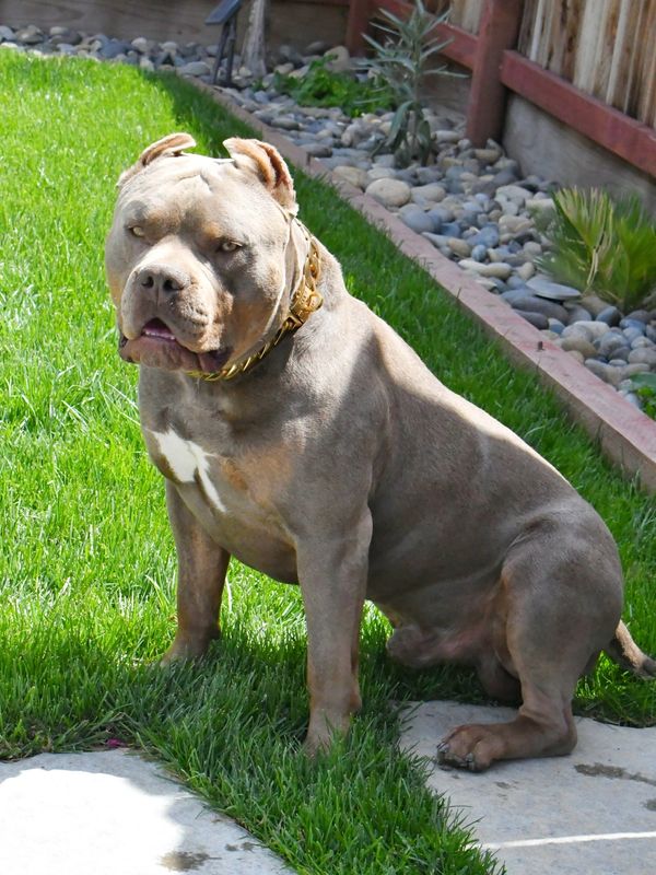 Top Contender Bullies Yogi, XL American Bully, Lilac Trindle