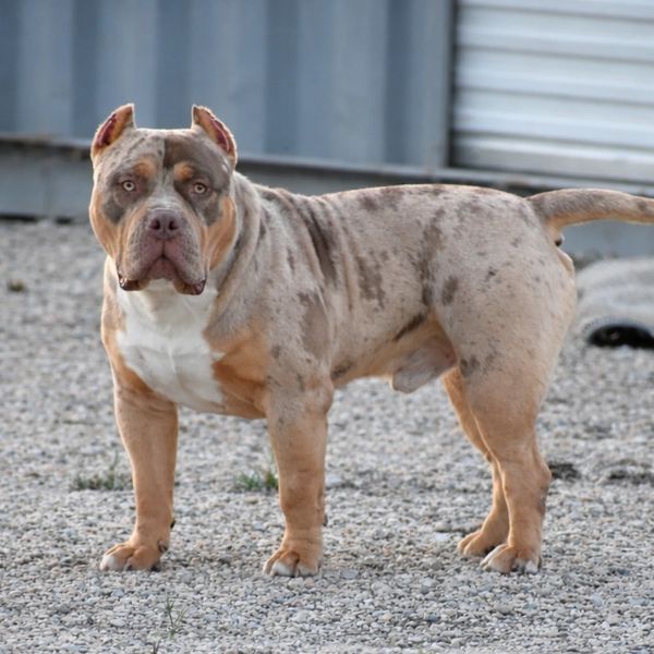 XL American Bull Stud chocolate Merle 