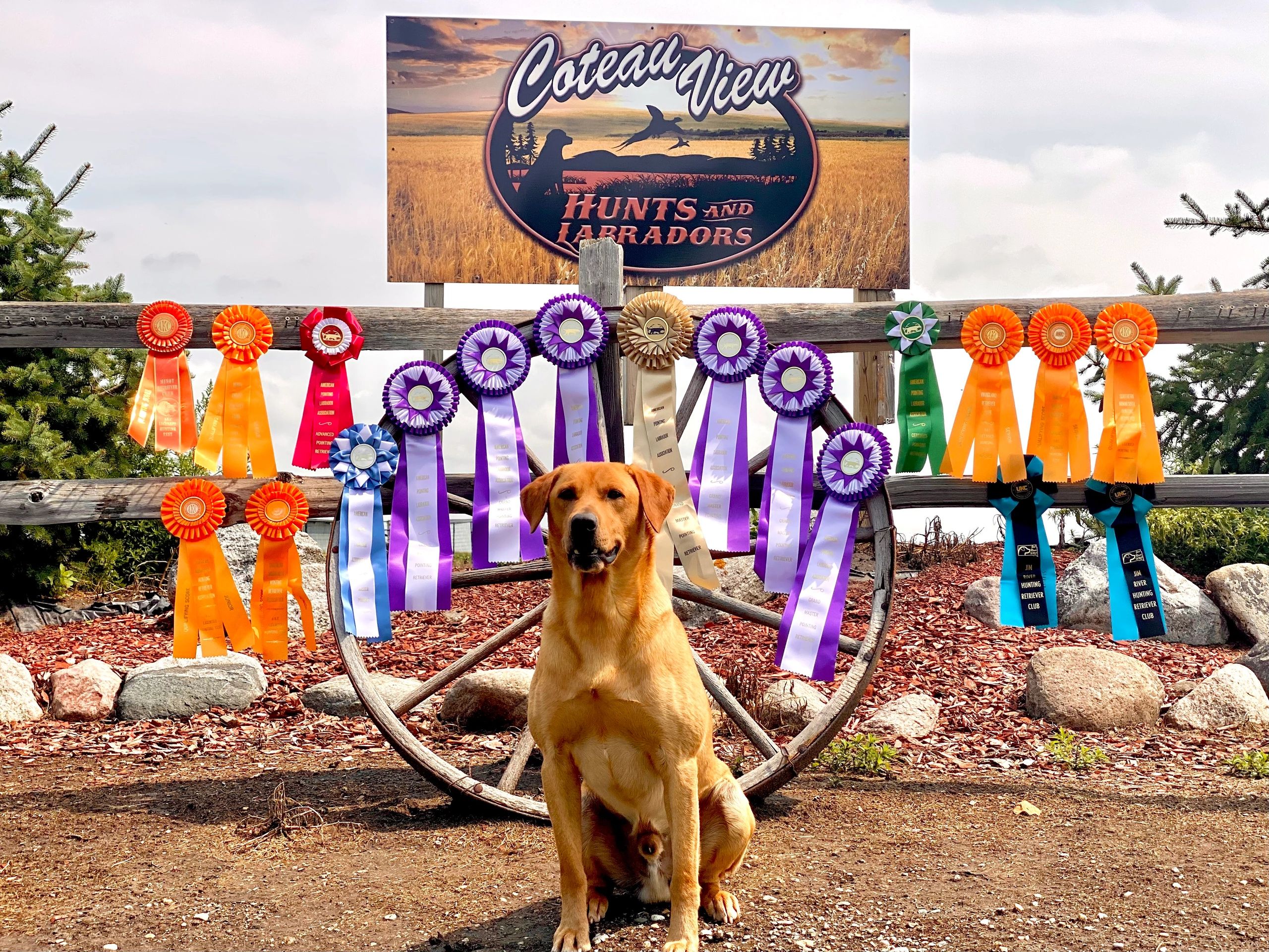 Coteau View Kennels South Dakota Pointing Labs Conde, SD