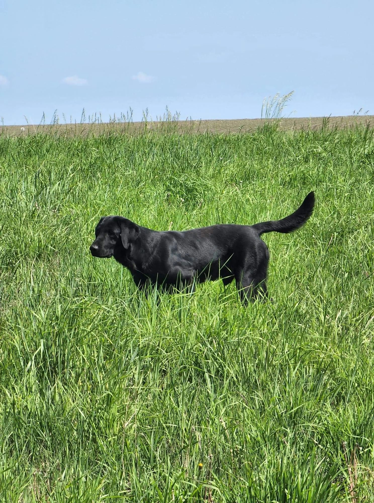 Contact Coteau View Kennels South Dakota Pointing Labs Conde, SD