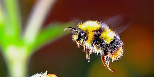 honey bee