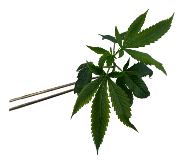 Rooted Plantlet