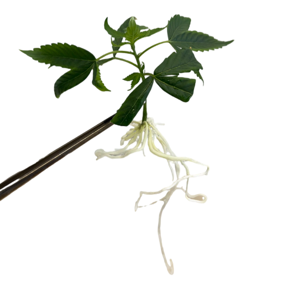 Rooted Plantlet