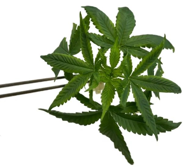 Rooted Plantlet