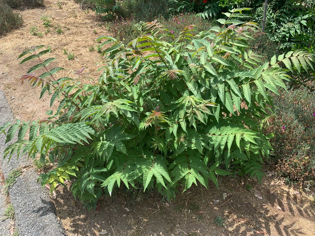 TREE OF HEAVEN
HIGHLY INVASIVE