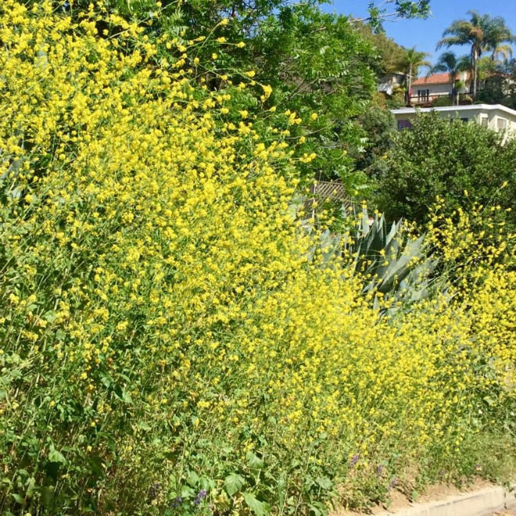 BLACK MUSTARD 
INVASIVE SPECIES