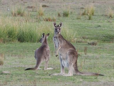 Conveniently close to Canberra, and yet a world away!