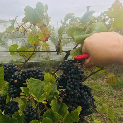 Hand-picking Pinot Noir grapes from our Norton Road vineyard.