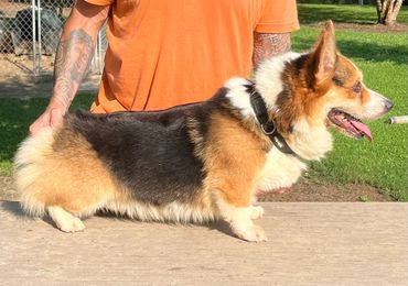 Max will be bred to Willow Triple clear carries fluffy