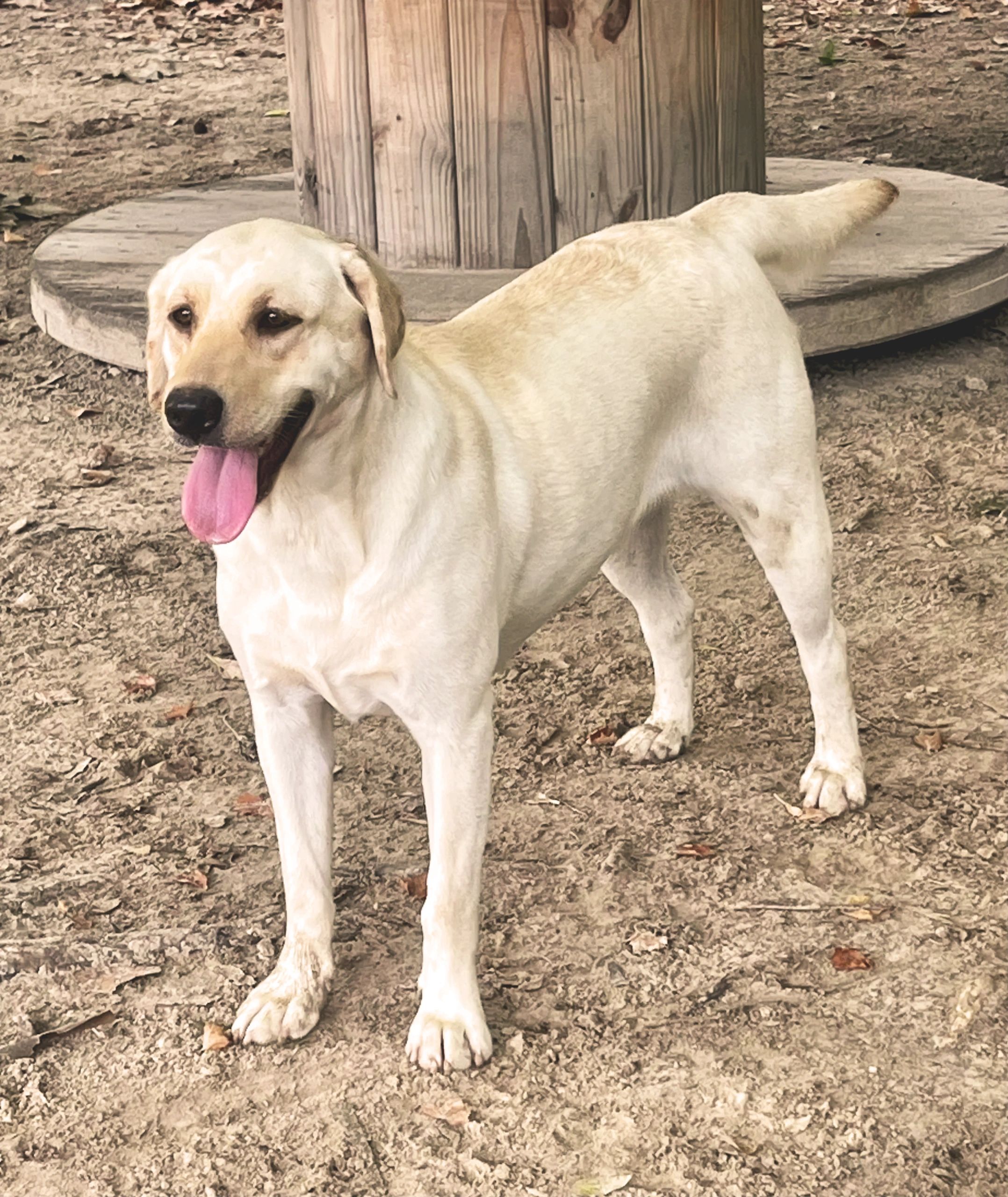 Bentley at 1yr old