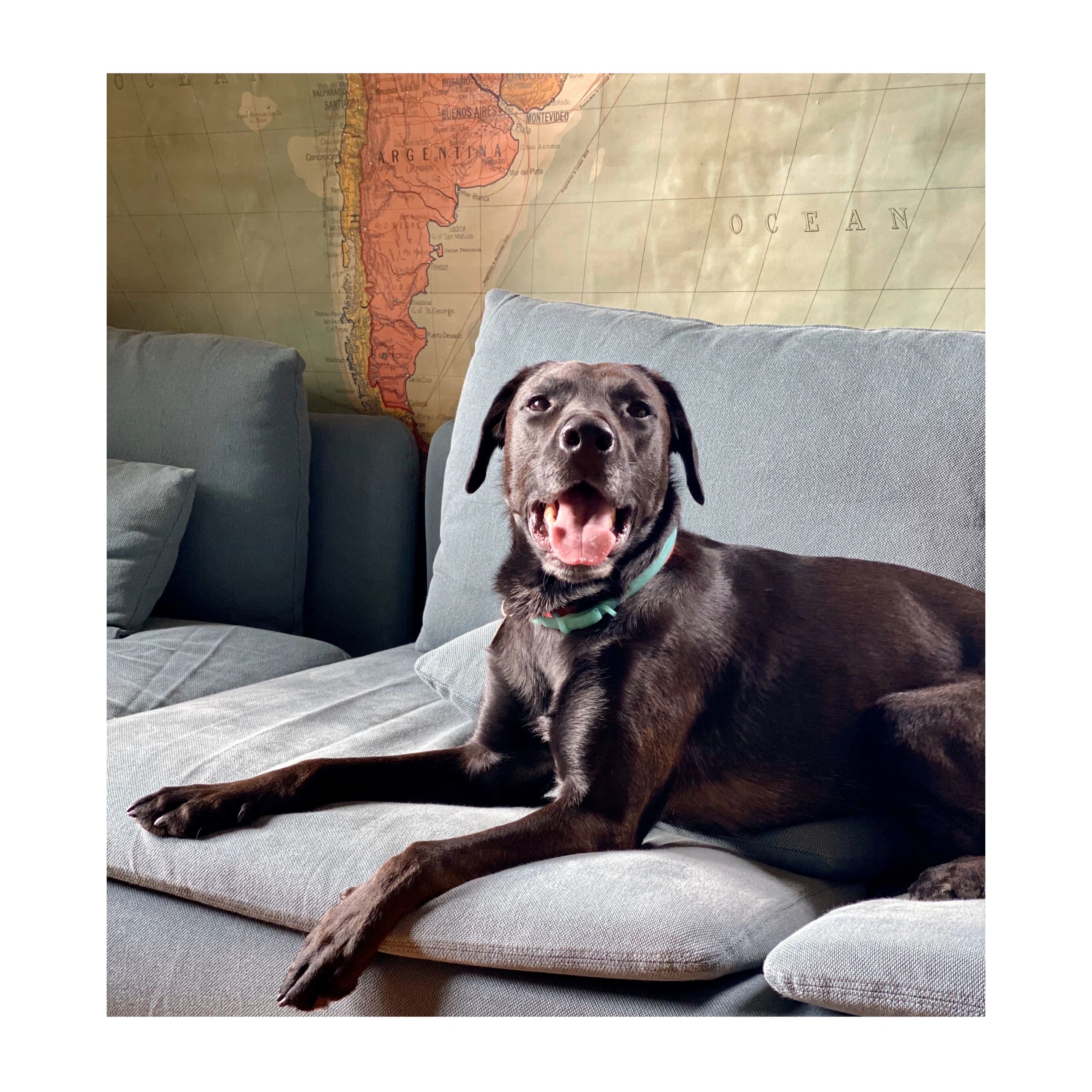 Holly Hearts Animals: Dog boarding + Pet sitting - Pet Services in Portland