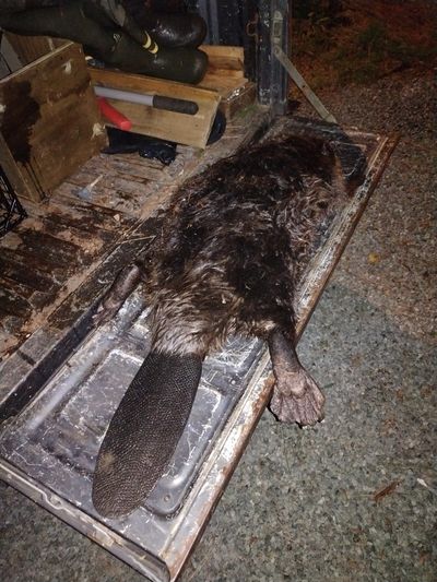 A large beaver lying on a metal surface outdoors at night.