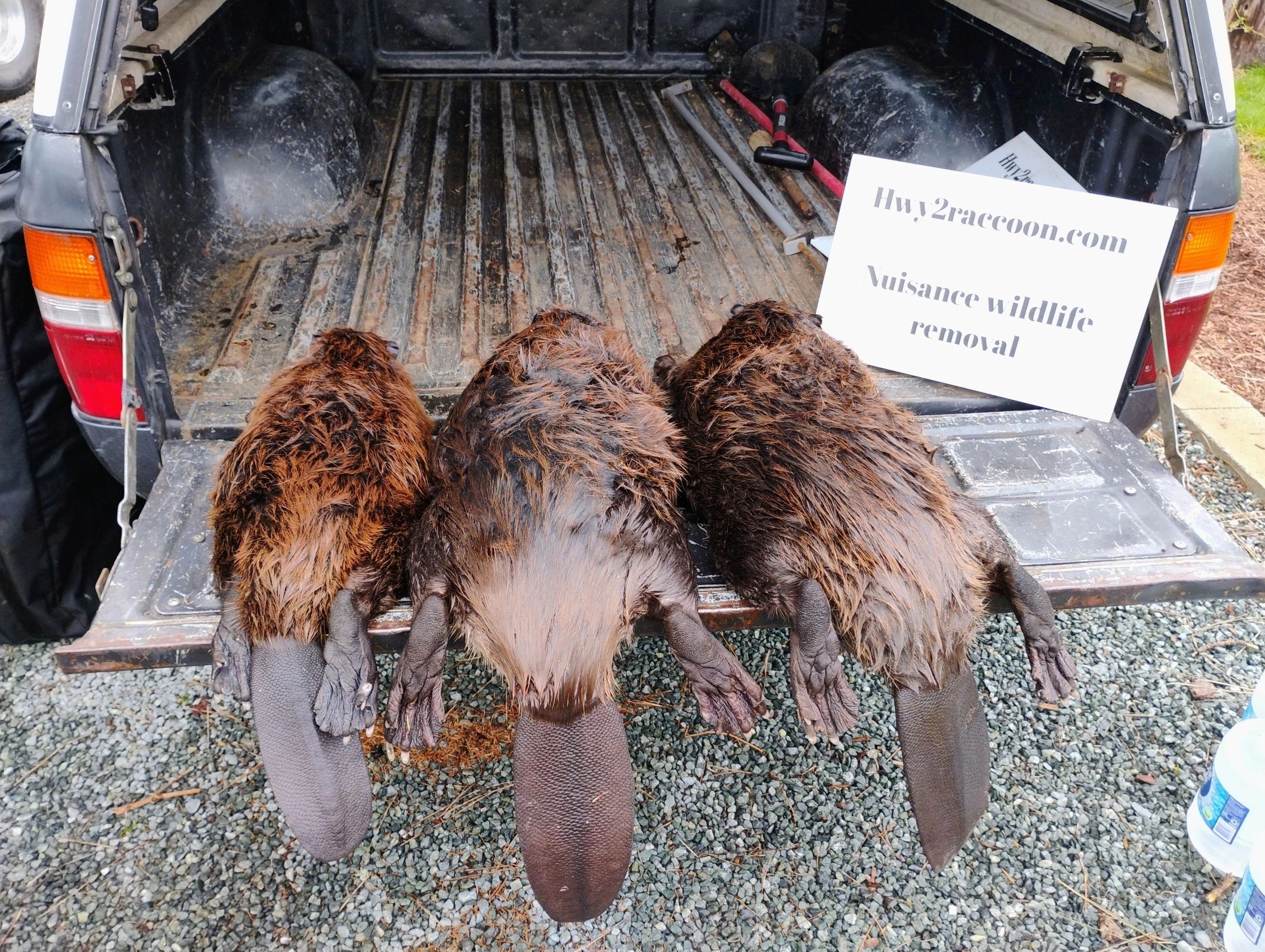 Beaver removal in Washington.