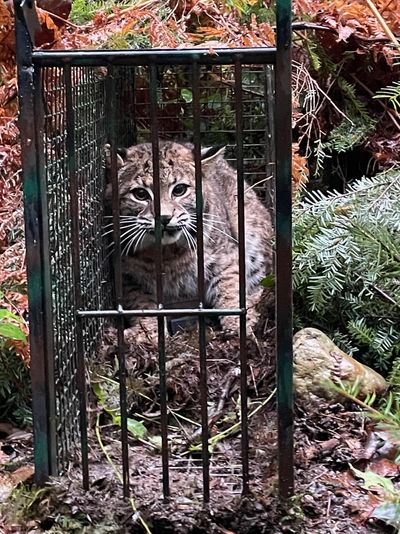 A bobcat is caught inside a metal cage trap in a forest.