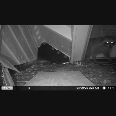 Night vision captures a raccoon near a building corner with glowing eyes.