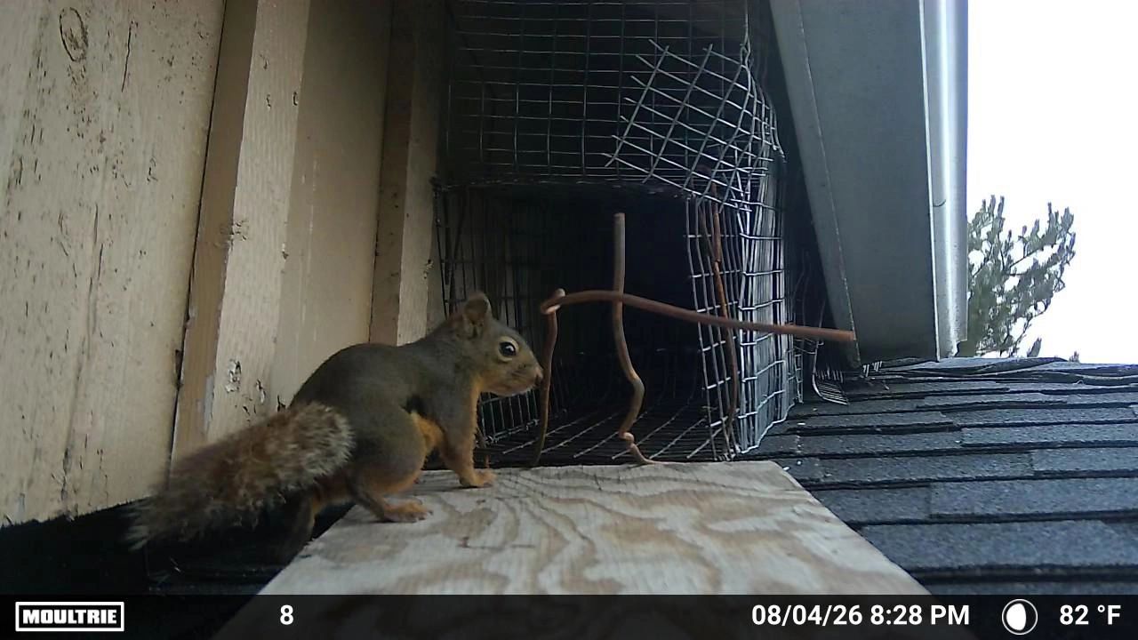 Squirrel removal in Washington state.