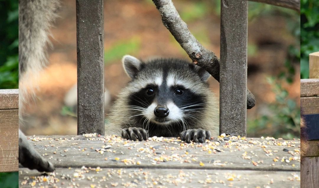Raccoon in a fence