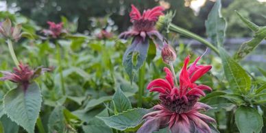 Scarlett Bee Balm (Monarda didyma)