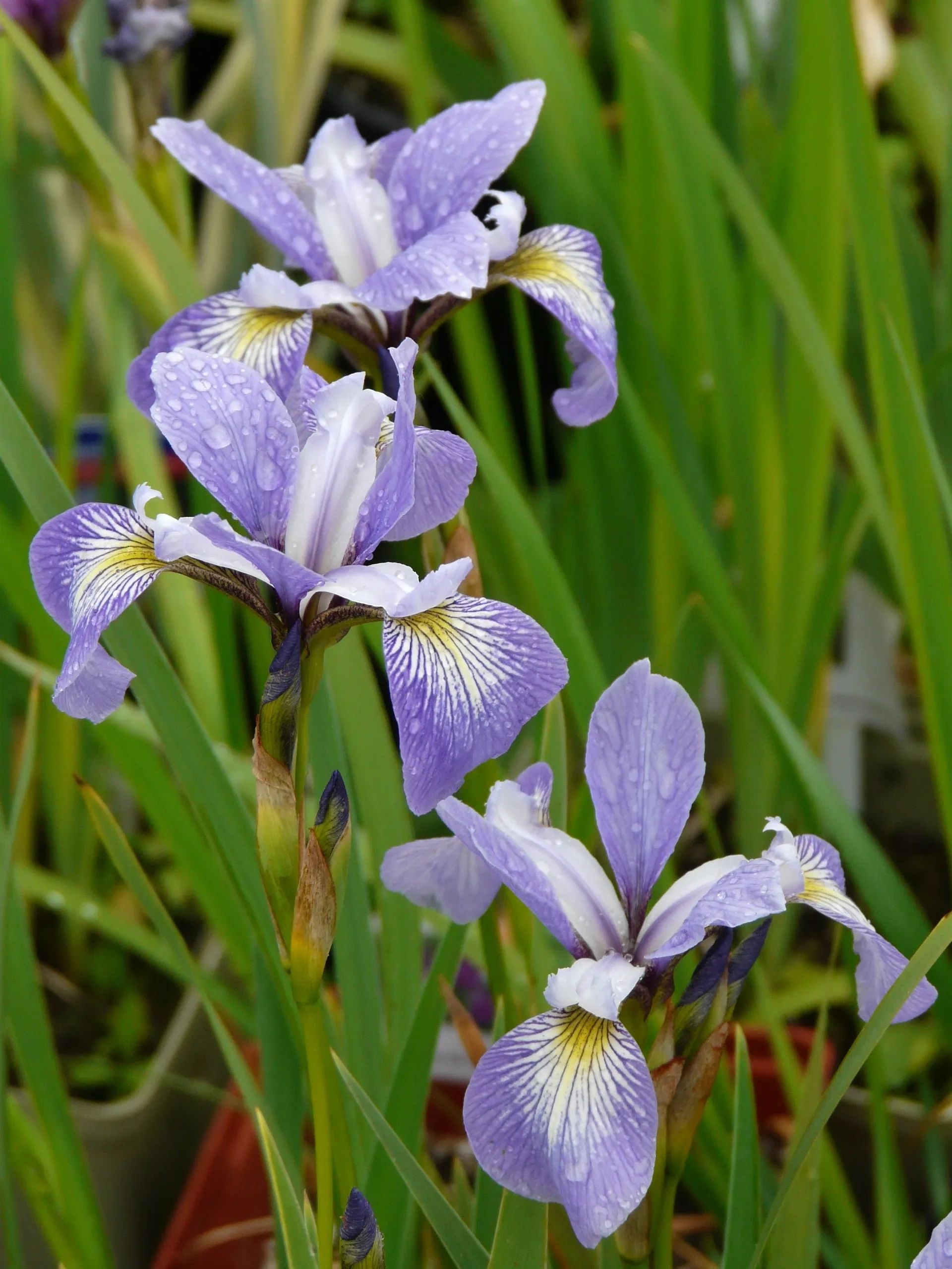 Grand Erie Master Gardeners