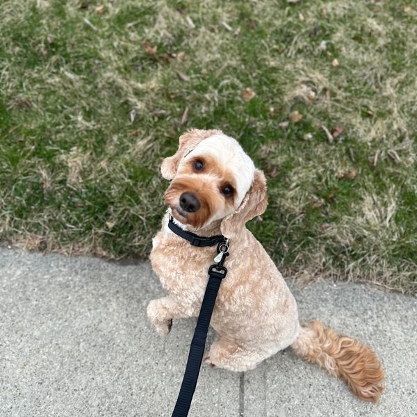 Curly-haired dog sitting on a sidewalk, looking up adorably.