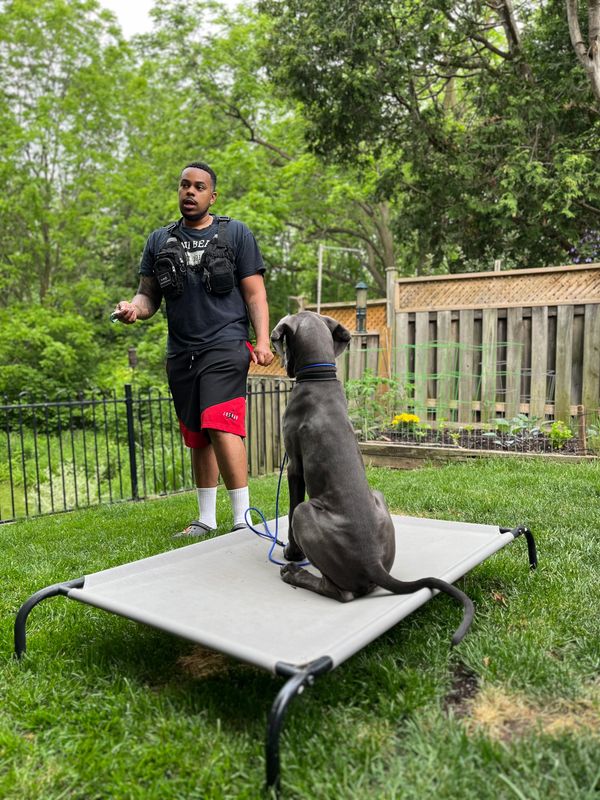 A man training a large dog sitting on an elevated dog bed outdoors.