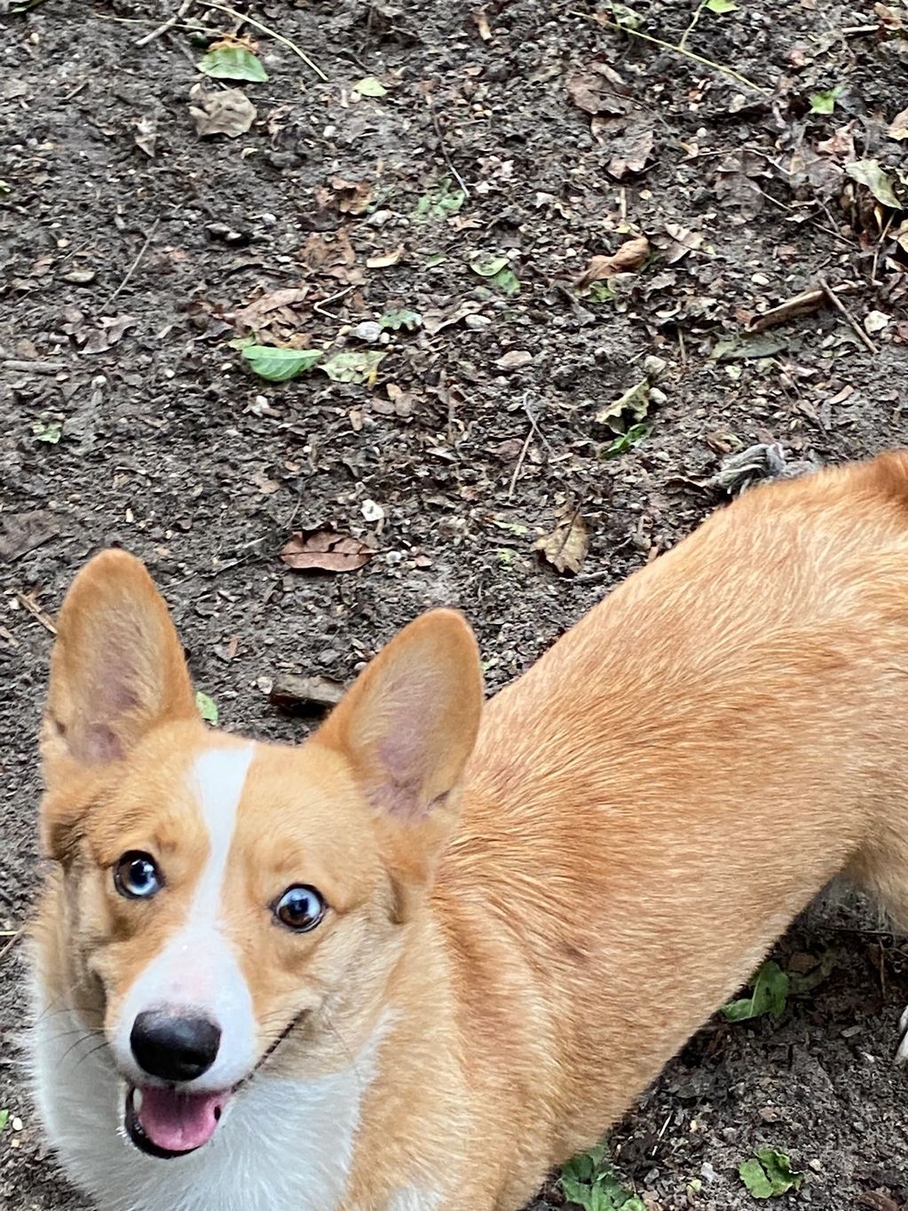 Crissis Flyin Solo
CKC American Corgi
Health Tested all clear 
Gensol and Wisdom  panel