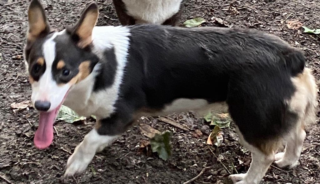 Remi’s Flyin Blue
ACA ,CKC  Pembroke welsh corgi
Health tested all clear Gensol , Wisdom panel