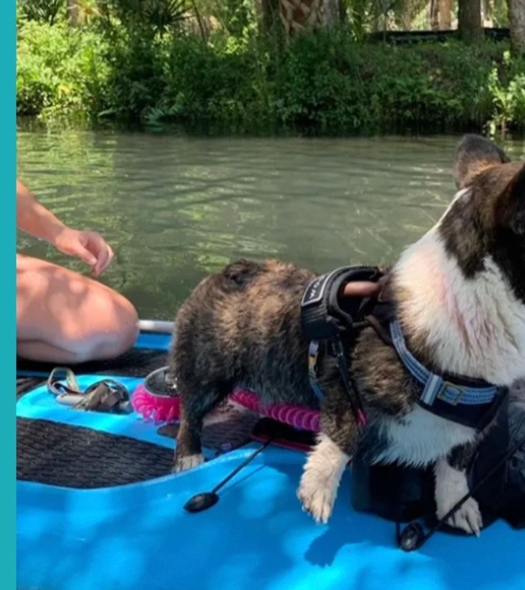 Randis Electra Bleu ( Randi)
 CKC  American corgi 
Health tested all clear  
Gensol and Wisdom panel