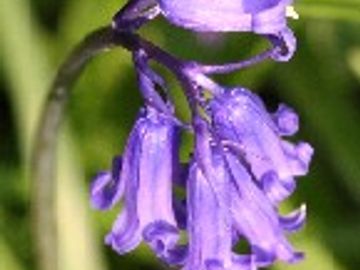 BLUEBELL
Truth
Health
Luck
