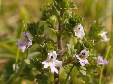 EYEBRIGHT
Truth
Mental Powers
Psychic powers