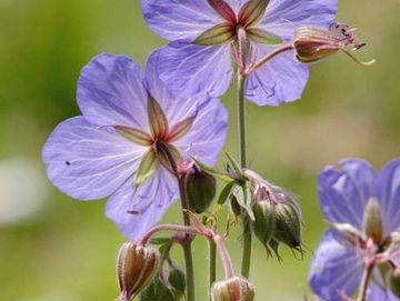 MEADOW CRANESBILL
Social
Love
Fertility
Protection