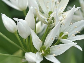 wild garlic white flowers